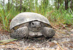 Florida State Tortoise: Gopher Tortoise