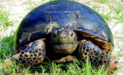 Florida State Tortoise: Gopher Tortoise
