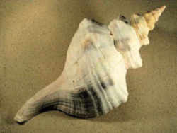 Florida State Shell - Horse Conch