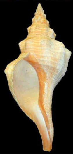 Florida State Shell - Horse Conch