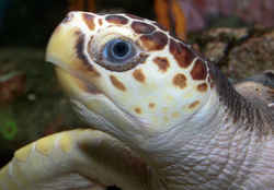 Loggerhead Sea Turtle