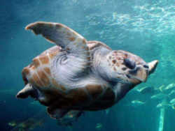 Loggerhead Sea Turtle