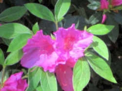 Georgia State Wild Flower - Azalea