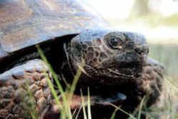 Georgia State Reptile: Gopher Tortoise