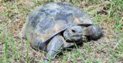 Georgia State Reptile: Gopher Tortoise