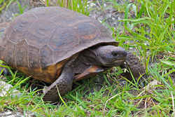 Georgia State Reptile: Gopher Tortoise