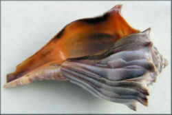 Georgia State Sea Shell: Knobbed Whelk