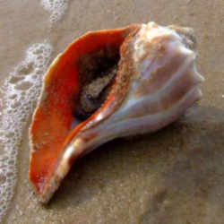Georgia State Sea Shell: Knobbed Whelk