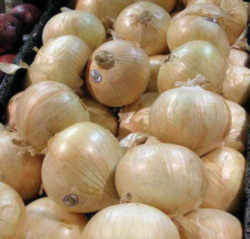 Georgia State Vegetables: Vidalia Sweet Onion