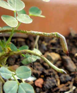 Georgia State Crop: Peanut