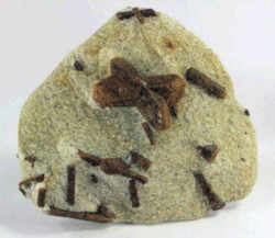 Georgia State Mineral: Staurolite