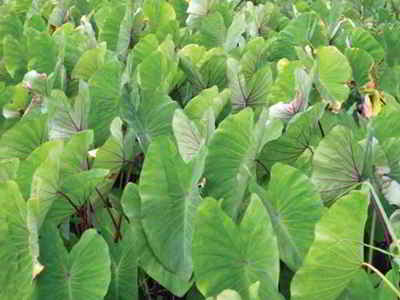 Kalo: Hawaii State Plant