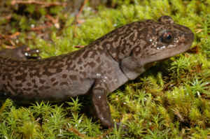 Idaho State Amphibian: Idaho Giant Salamander