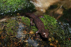 Idaho State Amphibian: Idaho Giant Salamander