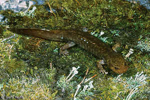 Idaho State Amphibian: Idaho Giant Salamander