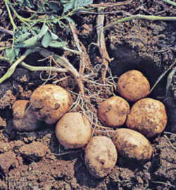 Idaho State Vegetable: Potato