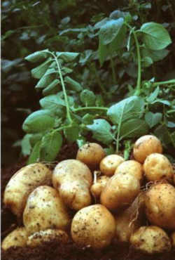 Idaho State Vegetable: Potato