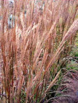 Illinois State Prairie Grass: Big Bluestem