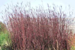 Big Bluestem 