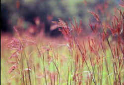 Big Bluestem 