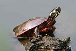 Illinois State Reptile: Painted Turtle