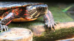 Illinois State Reptile: Painted Turtle