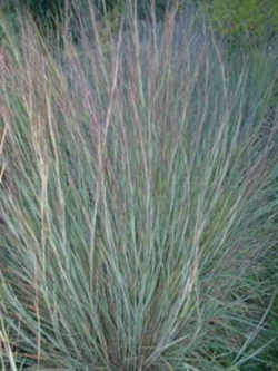 Kansas State Grass: Little Bluestem