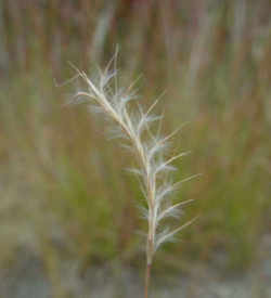 Kansas State Grass: Little Bluestem