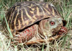 Kansas State Reptile: Ornate Box Turtle