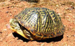 Kansas State Reptile: Ornate Box Turtle