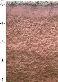 Crider soil series