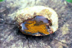 Fortification (Kentucky) Agate