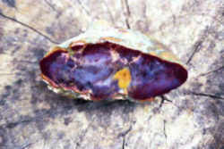 Fortification (Kentucky) Agate