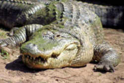 Louisiana State Reptile: Alligator