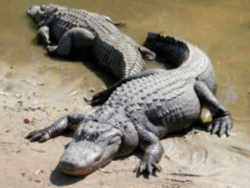 Louisiana State Reptile: Alligator