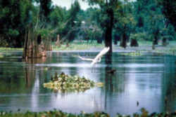 Louisiana Atchafalaya Basin