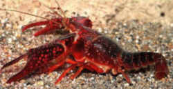 Louisiana State Crustacean: Crawfish