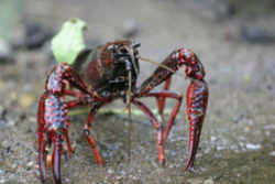 Louisiana State Crustacean: Crawfish