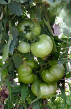 Louisiana State Vegetable Plant: Creole Tomato