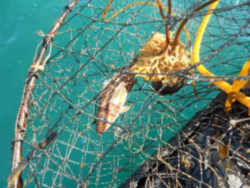 Louisiana State Cajun Creole Heritage: Hoop nets, castnets, and shrimp trawls