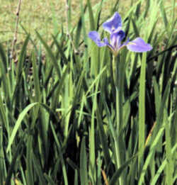 Louisiana State Wild Flower: Louisiana Iris 