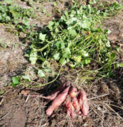 Sweet Potato: Louisiana State Vegetable