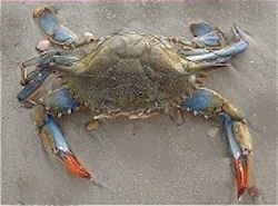 Maryland State Crustacean: Blue Crab