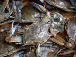 Maryland State Crustacean: Blue Crab