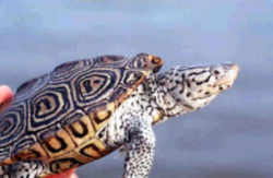 Diamondback Terrapin: Maryland State Reptile