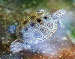 Diamondback Terrapin: Maryland State Reptile