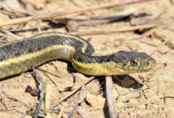 Garter Snake