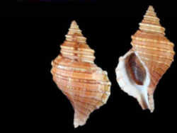 Massachusetts State Shell: New England Neptune