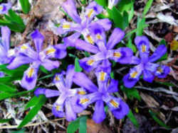 Dwarf Lake Iris