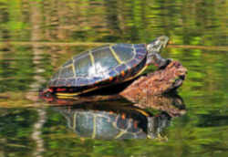 Painted Turtle